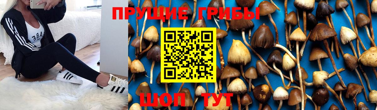 Галлюциногенные грибы GOLDEN TEACHER  Вход с VPN  Алейск  Галлюциногенные грибы GOLDEN TEACHER 